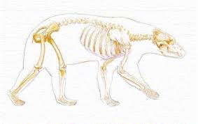 anatomy of a bear