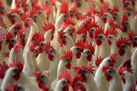 chicken feeding