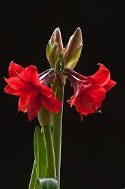 christmas amaryllis