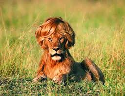 lion pic