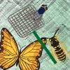 kill fly