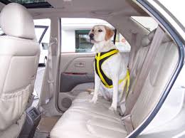 doggie seat belts