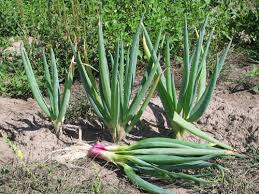 bunching onions