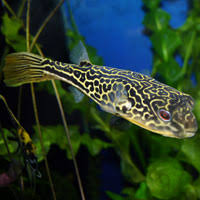 tetraodon mbu