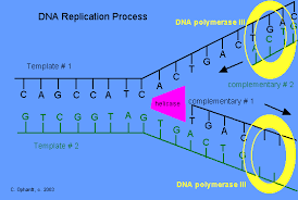 dna strands