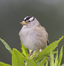 small birds pictures