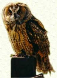 large owl pictures
