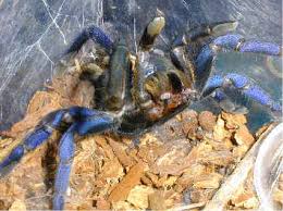 cobalt blue tarantula