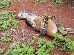 snake eating