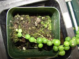 bead plant