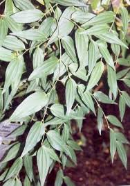 cubeb pepper