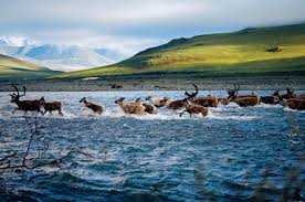 arctic national wildlife refuge