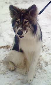 native american dogs
