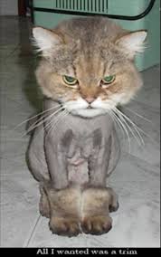 haircut gone wrong
