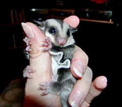 sugar gliders