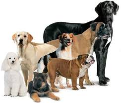 dogs breeding