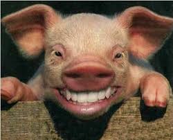 pig Guvernarea moldavă lipsită total de demnitate