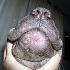 canine ringworm