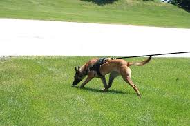 belgian malinois dog