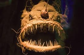 monster fish photos