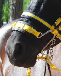 s hackamore