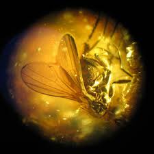 amber with insect