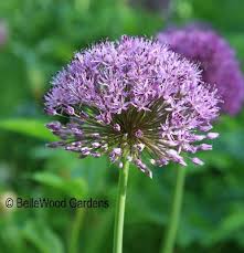 allium purple sensation