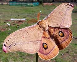 polyphemus moth