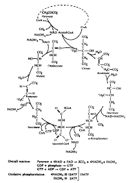 TCA Cycle