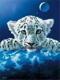 petit tigre blanc