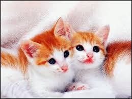 صور قطاوة كيوت Cute-kittens2