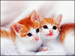 صور حيوانات لطيفة ناعمة Cute-kittens2
