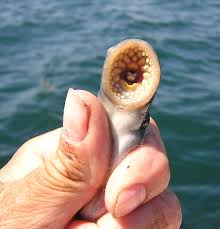 http://t0.gstatic.com/images?q=tbn:LQQcZLoqml0QFM:blog.newsok.com/ofinterest/files/2009/10/Lamprey2005b.jpg
