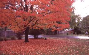 pictures maple tree
