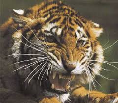tigre photo