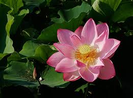 lotus blossoms