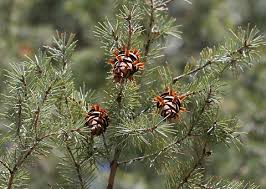 pictures douglas fir trees