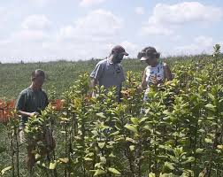 common milkweed pictures