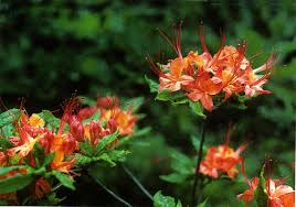native azaleas