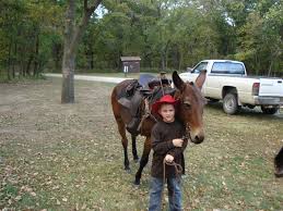 mule for sale