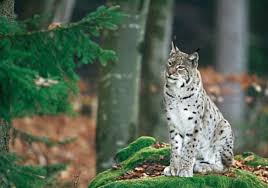 ALP 03 672 458 resize Fotografato nel Parco di Paneveggio un esemplare di lince (Lynx lynx)