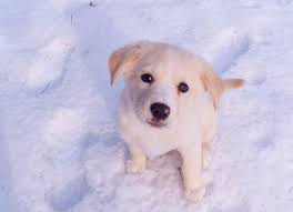 dog playing in the snow