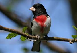 birds of north america