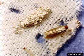 wool moths