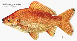 goldfish carassius auratus