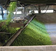 hop vines