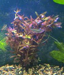 nombres de plantas acuaticas