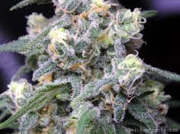 medical weed