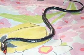 baby black snake pictures