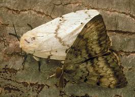 gypsy moth pictures